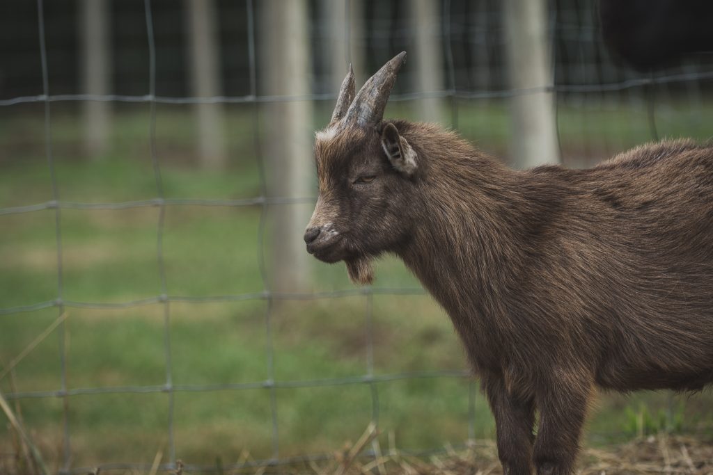 A Goat Kid at Hazelmere