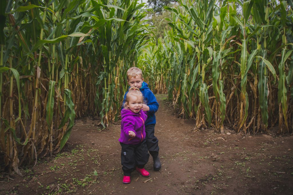 Kidlets in the Corn Maze at Hazelmere Pumpkin Patch