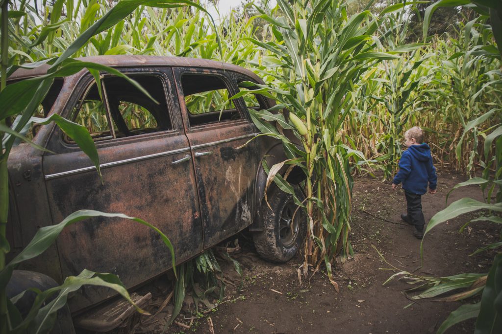 The old car in the corn maze