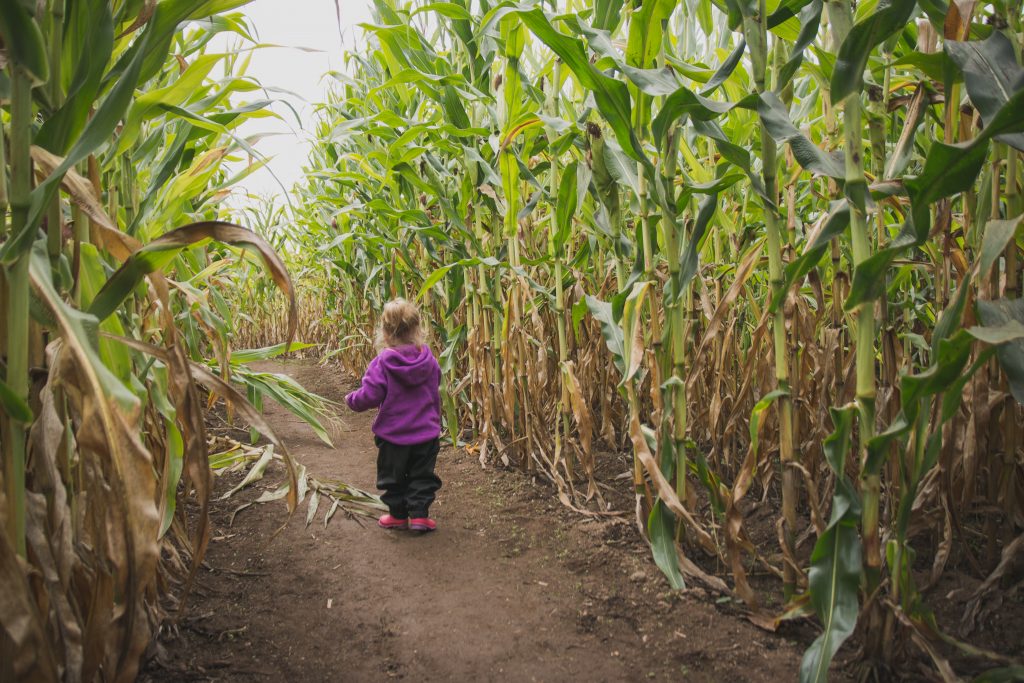 'W' exploring on her own in the Corn Maze