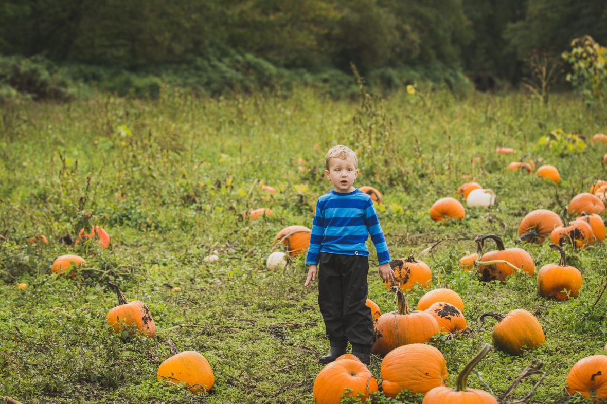 Pumpkins at Hazelmere in South Surrey