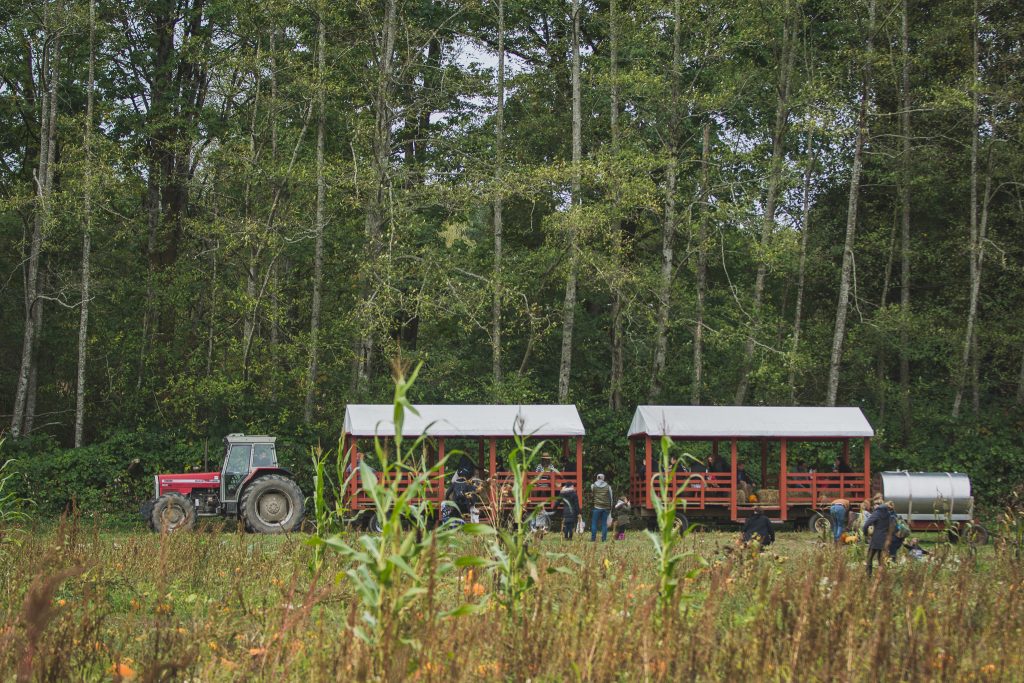 Tractor with hayride to and from the pumpkin patch