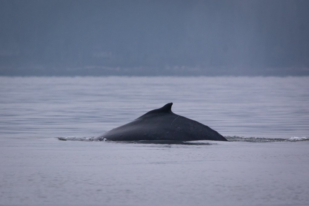 Humpback arched back