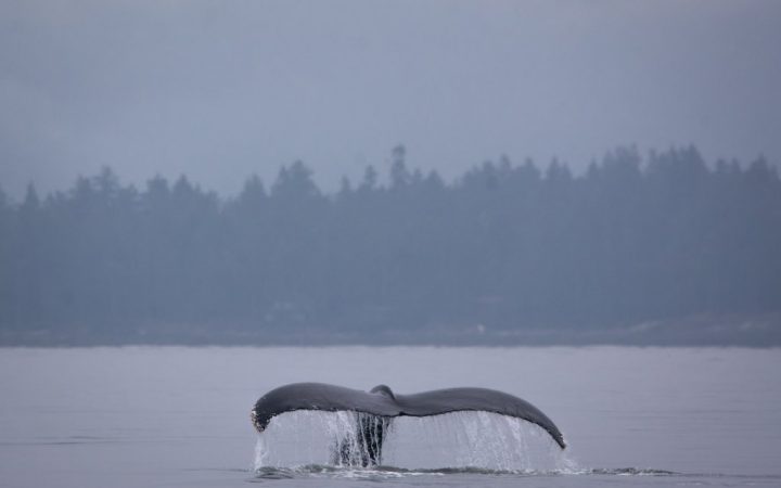 Whale Watching with White Rock Sea Tours