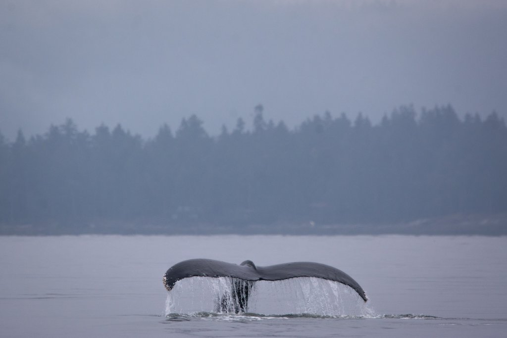 Whale Watching with White Rock Sea Tours