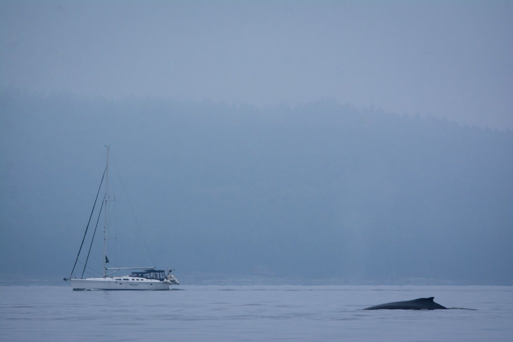 Sailboat and a Humback whale