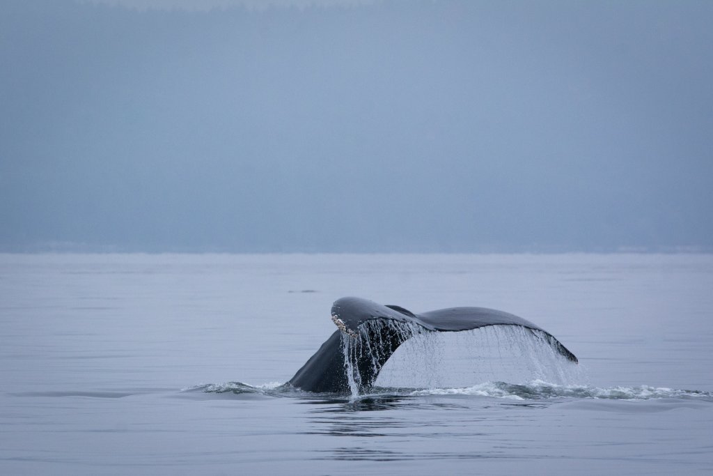 Humpback whale tail fluke