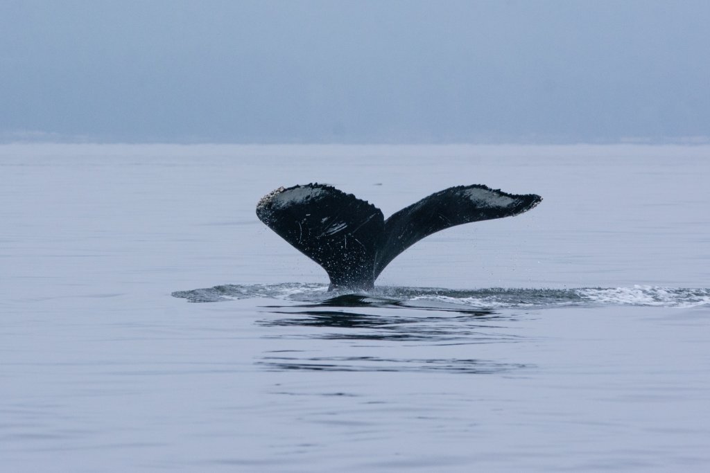 Whale Watching Adventure with White Rock Sea Tours | A Dad's Adventures