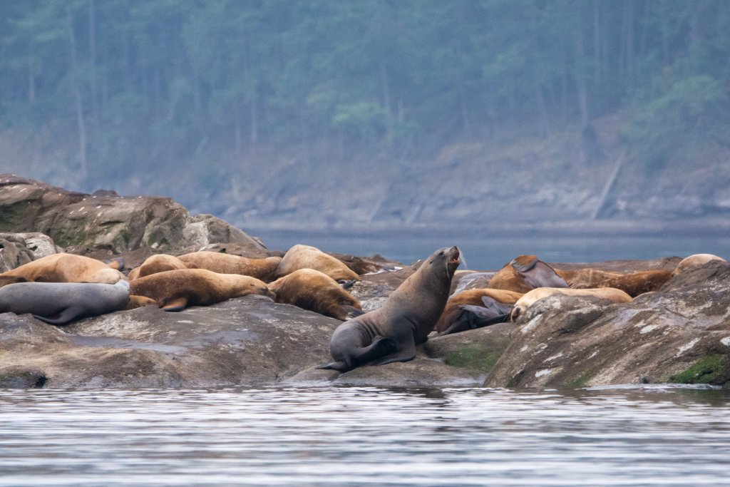 Stellar Sea lions 