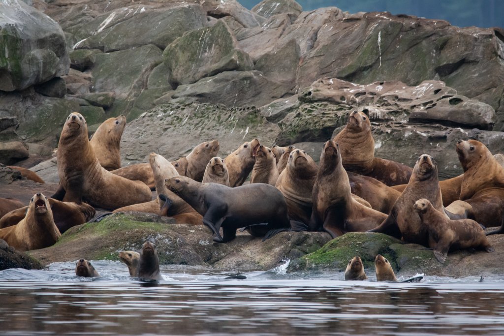 Group of Stellar Sea lions 