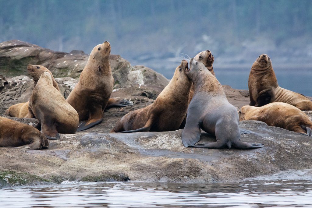 Rough play of Stellar Sea Lions