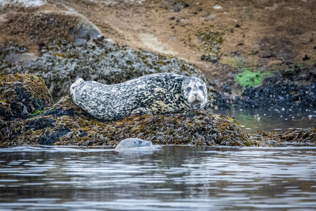 Harbour Seals